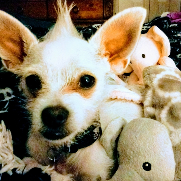 Meet your Posher, Julie - Picture 2 of 2